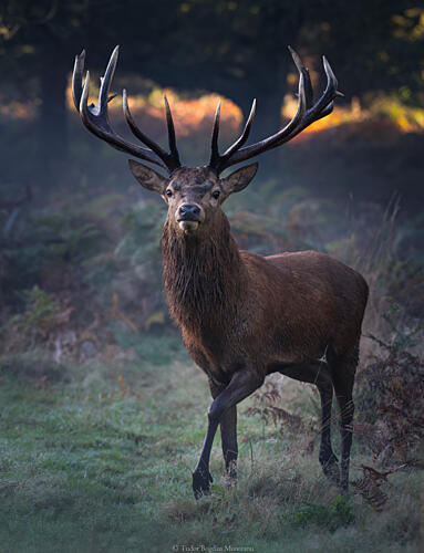 Majestic Forest Stag Art Print by Tudor Munteanu