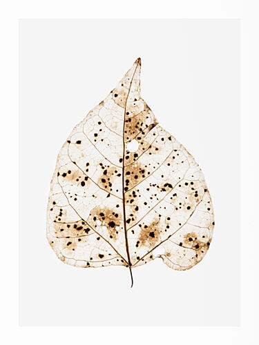 Autumns Whisper Art Print