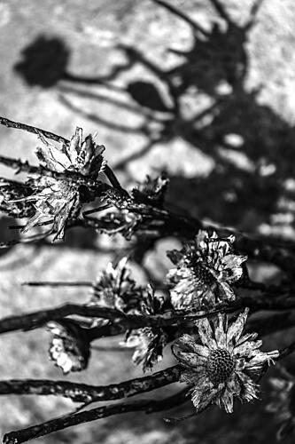 Petals in Shadowsjpg Art Print