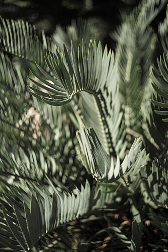 Fronds of Light Art Print