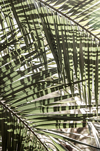 Palm Geometry Art Print
