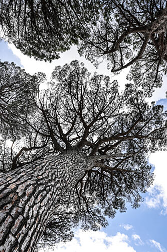 Tallwood 01 Art Print