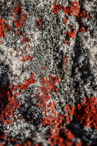 Natures Patina Art Print
