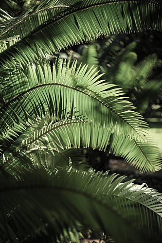 Light Within Green Art Print