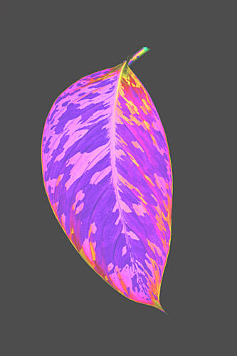 Pigmenta Art Print