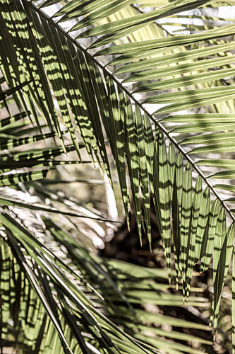 Palmlight Art Print