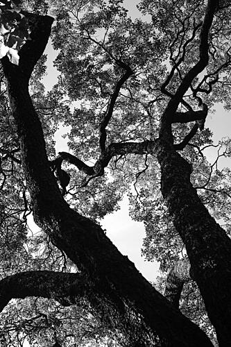 Silent Canopy Art Print
