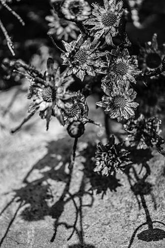 Charcoal Garden Art Print