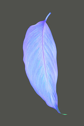 Venation Art Print