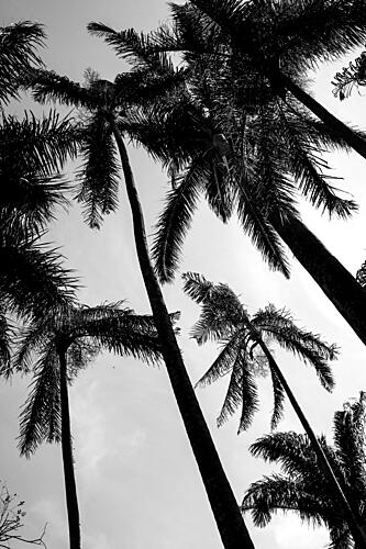 Looming in Light Art Print