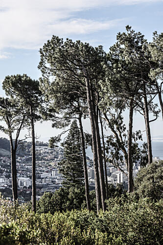 City Pines Art Print