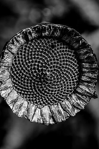 Living Geometry Art Print