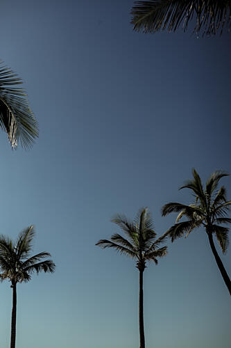 Palm Conversation Art Print