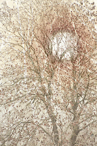 Soft Autumn Tree Art Print