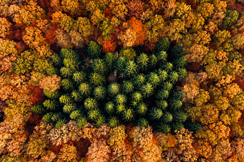 Green Trees Autumn Forest Art Print by Lee Keller
