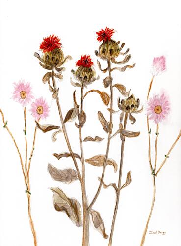 Dried Thistle Botanical Art Print