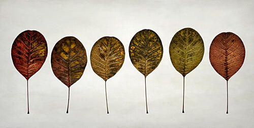 Autumn Leaf Gradient Art Print