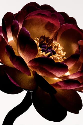 Illuminated Peony Bloom Gold Print