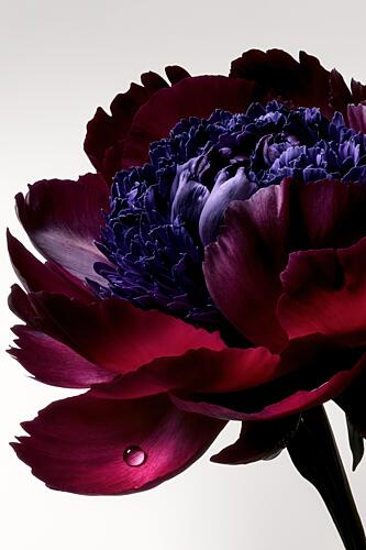 Velvet Petal Droplet Art Print by Minorstep