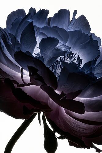 Ethereal Indigo Bloom Art Print by Minorstep
