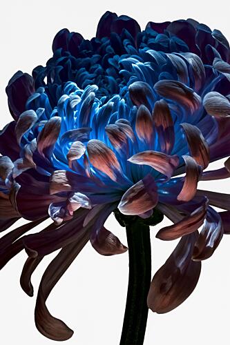 Glowing Blue Chrysanthemum Art Print by Minorstep