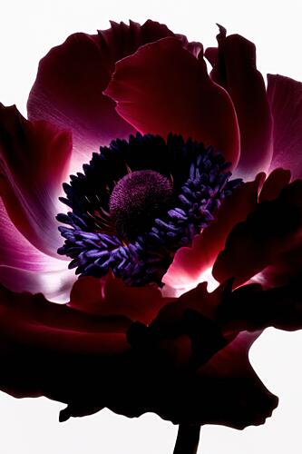 Vibrant Purple Anemone Art Print by Minorstep