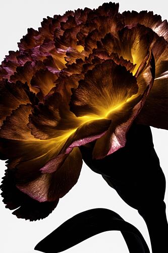 Glowing Carnation Bloom Art Print by Minorstep