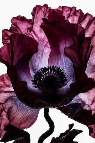 Backlit Poppy Drama Art Print by Minorstep