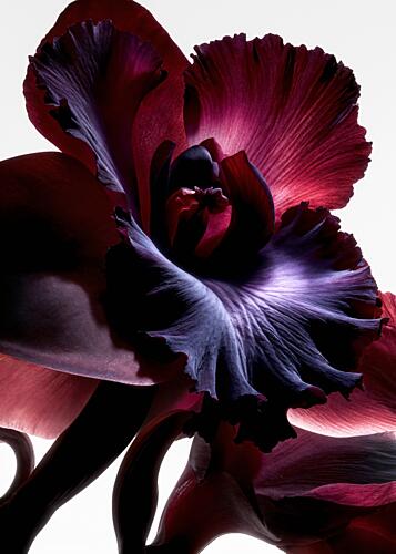 Deep Magenta Orchid Art Print by Minorstep