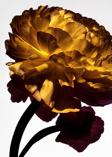 Luminous Golden Bloom Gold Print