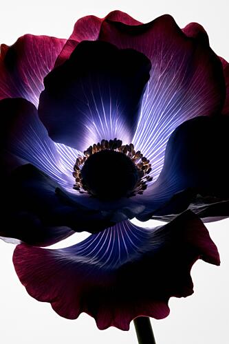 Glowing Purple Flower Art Print by Minorstep
