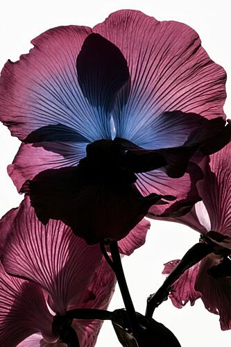 Backlit Orchid Beauty Art Print by Minorstep