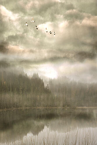 Birds over Misty Lake Art Print