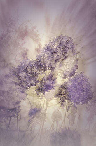 Purple Hydrangea Glow Art Print