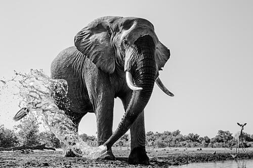African Elephant Splashing Art Print