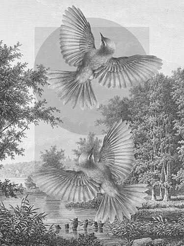 Birds over Serene Lake Art Print