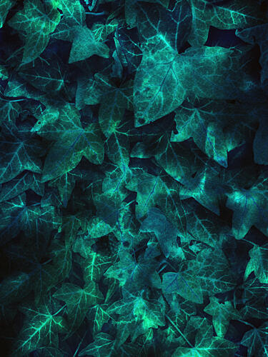 Glowing Teal Leaves Art Print