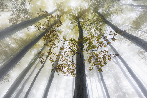 Misty Autumn Forest Art Print