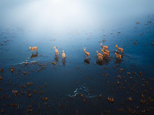 Deer in Misty Wetland Art Print