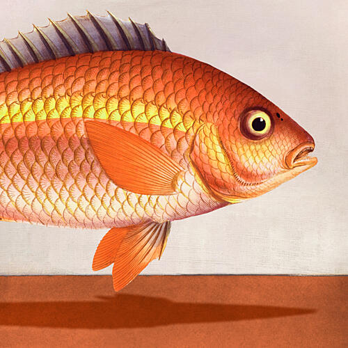 Vibrant Red Fish Art Print
