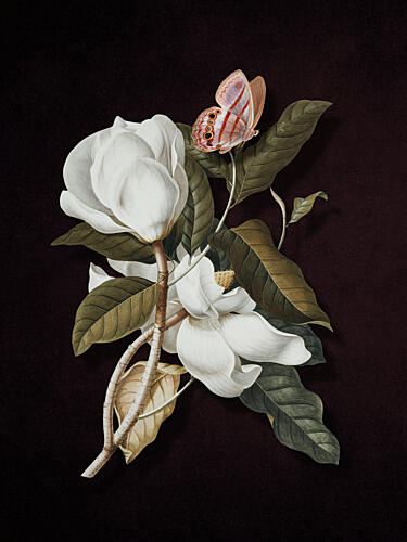 Magnolia Butterfly Bloom Art Print