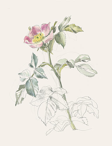 Delicate Pink Wild Rose Art Print