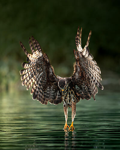 Graceful Water Hunter Art Print by Lisandro Perez