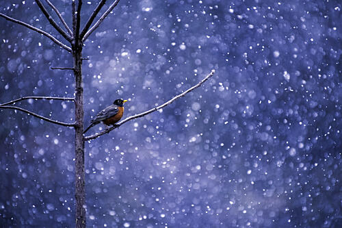 Winter Robin Snow Art Print by Sandra Rust