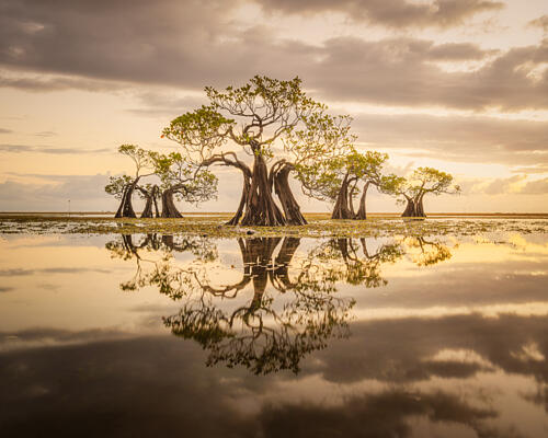Golden Mangrove Reflections Gold Print