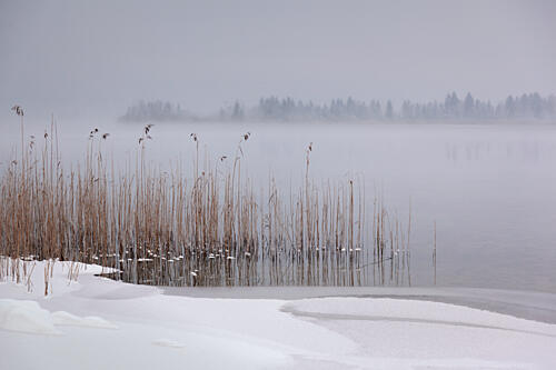 Misty Winter Reeds Art Print