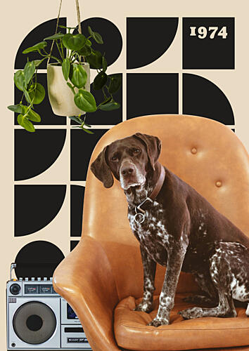 Groovy Dog in Chair Art Print by Daniel Donocik