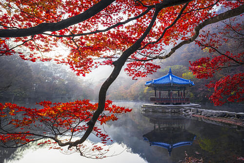 Tranquil Autumn Pagoda Art Print
