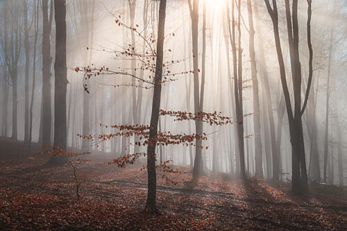 Misty Forest Sun Rays Art Print by Alexandru Ionut Coman