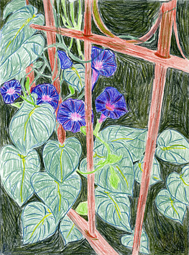 Vibrant Morning Glories Art Print